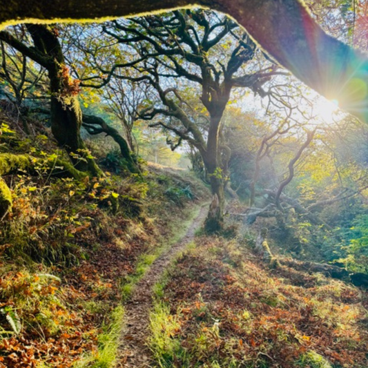 8,000 Steps to Clearer Thinking: A Simple Walk Every Dude Should Try